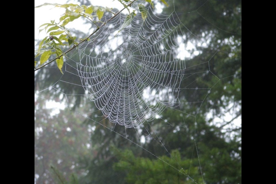 A spider web, spun between two stem ends of a wisteria vine, is a work of garden art.