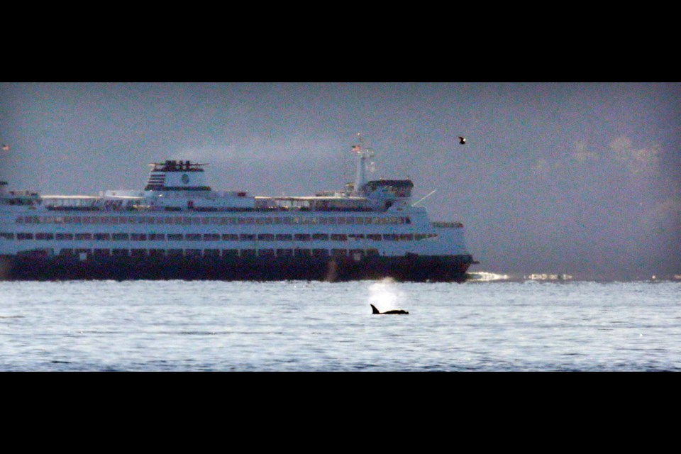 In this Tuesday, Oct. 29, 2013, photo, an Orca whale swims in view of a state ferry departing Bainbridge Island for Seattle as a bald eagle flies overhead in Seattle,Wash. According to the Orca Network, which tracks sightings nearly three-dozen orcas surrounded a state ferry on Tuesday as it approached Seattle.
