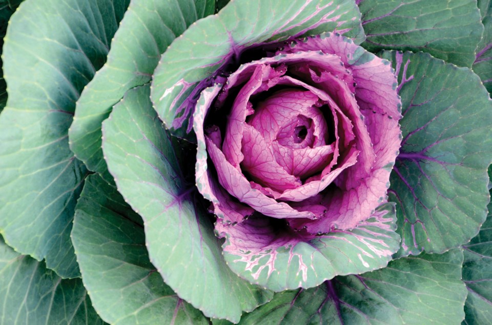 ornamental cabbage