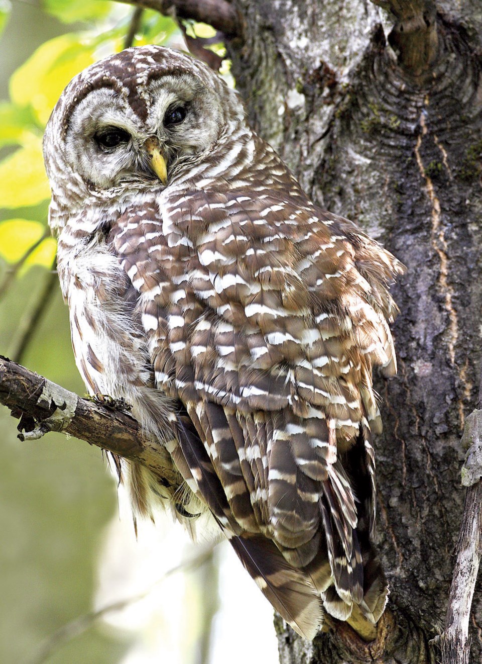 barred owl