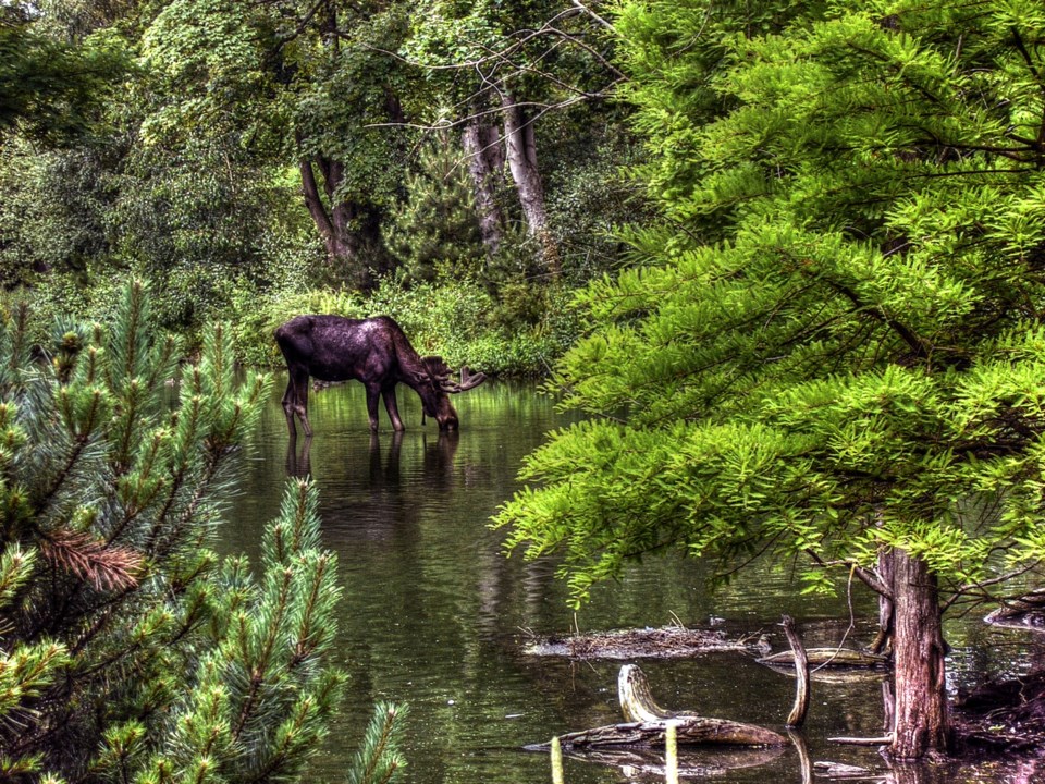 From grizzly bears and elk to threatened birds and waterways — humans are having an impact in the Se_0