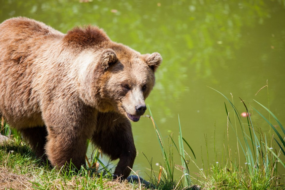 From grizzly bears and elk to threatened birds and waterways — humans are having an impact in the Se_2
