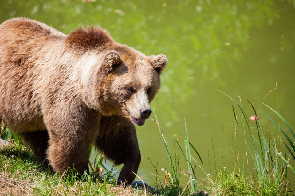 From grizzly bears and elk to threatened birds and waterways — humans are having an impact in the Se_2