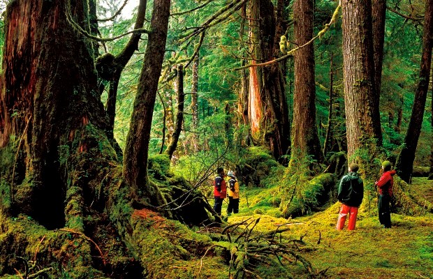 Sitka spruce forest, Louise Island, Haida Gwaii
