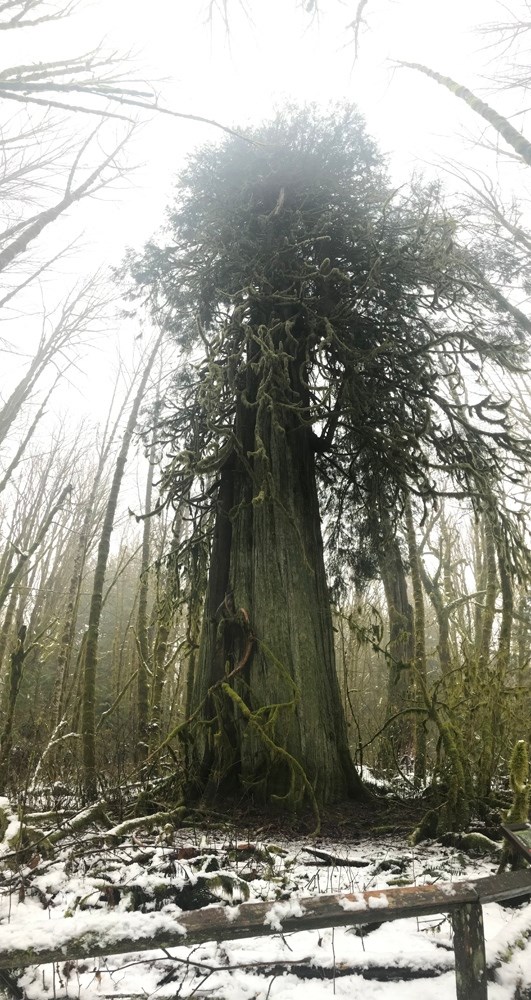 The Squamish giants among us_0