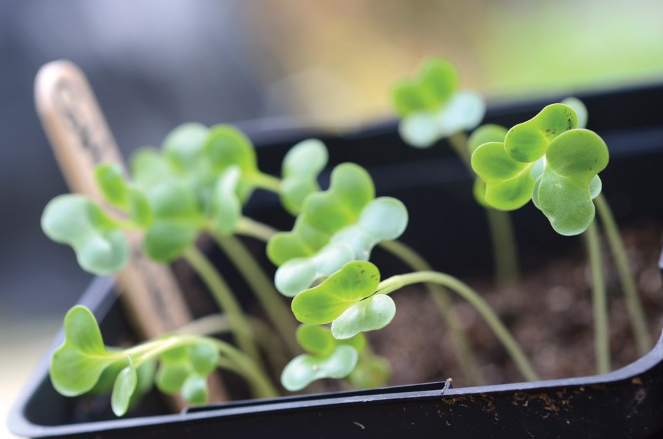 seedlings growing