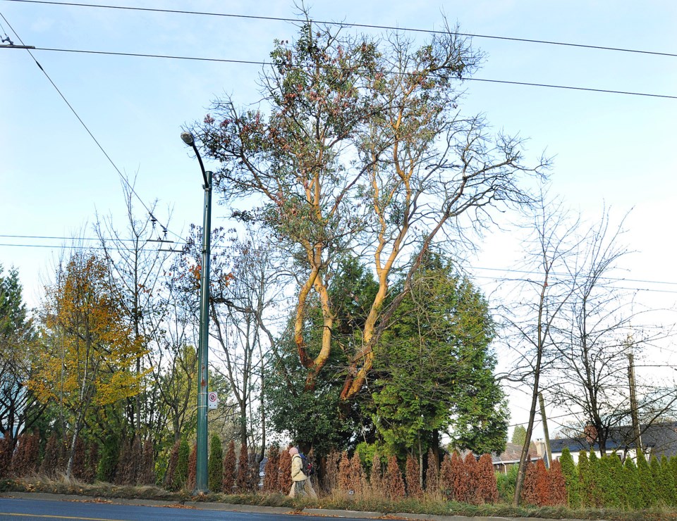 arbutus tree