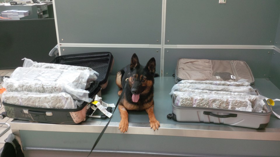 sniffer dog