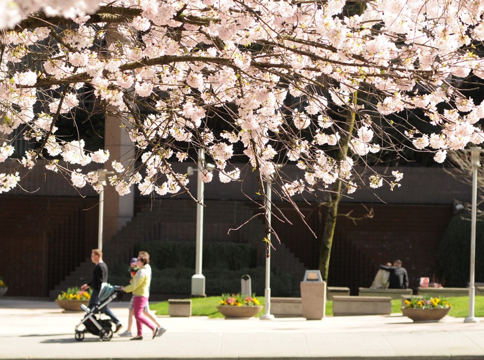 cherry blossom trees