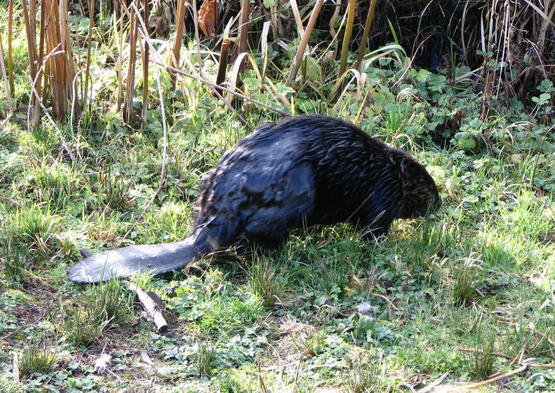 Beaver Burnaby Lake