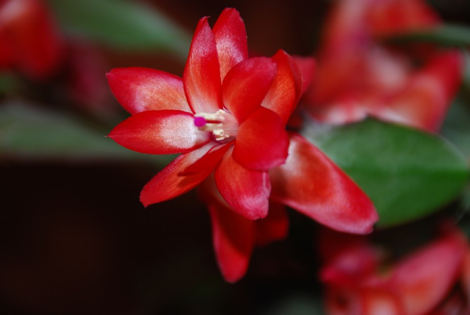 Christmas cactus