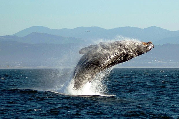 Breaching whale