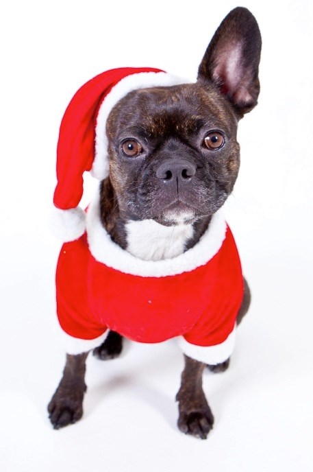 santa paws