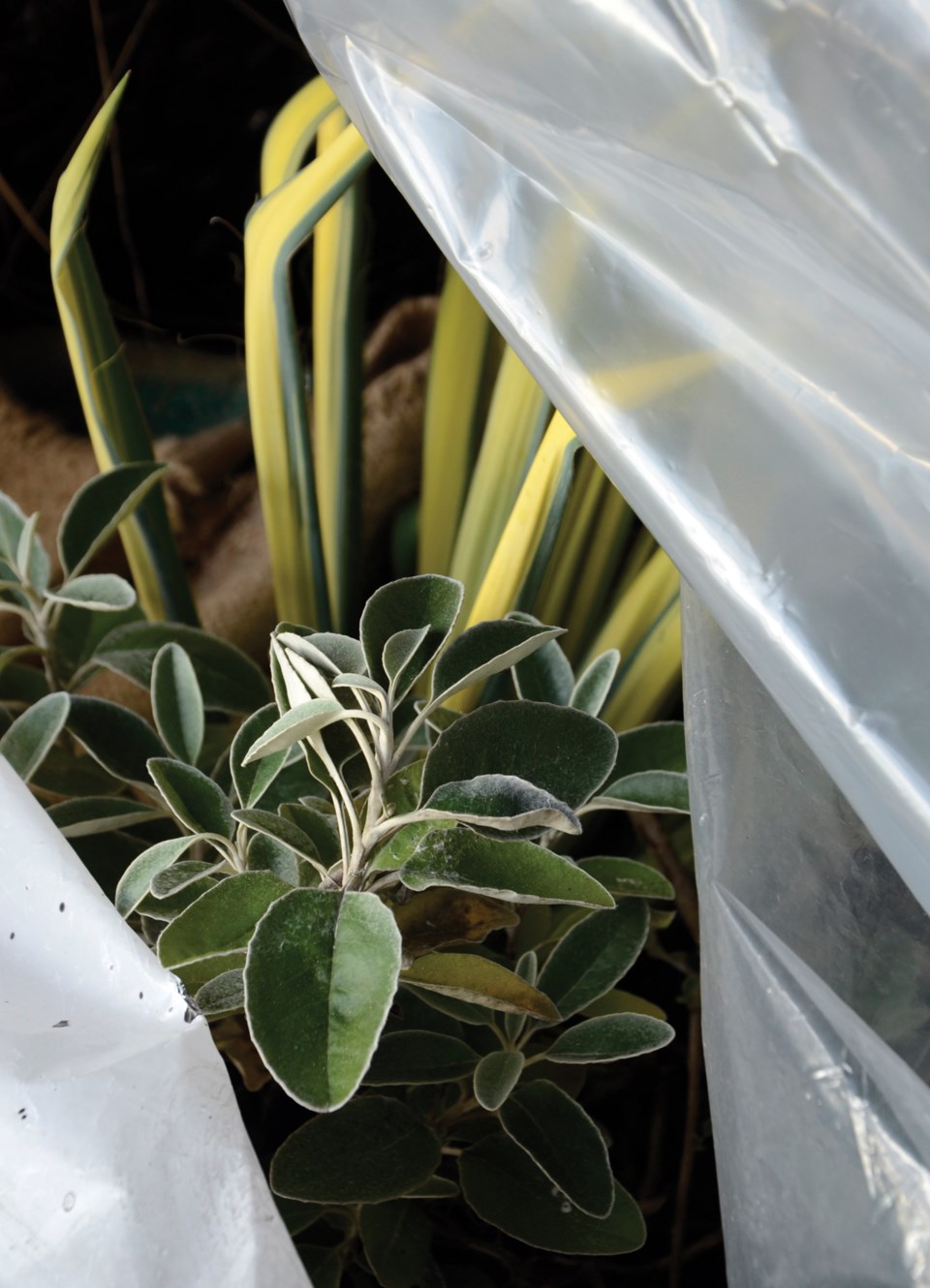 winter gardening