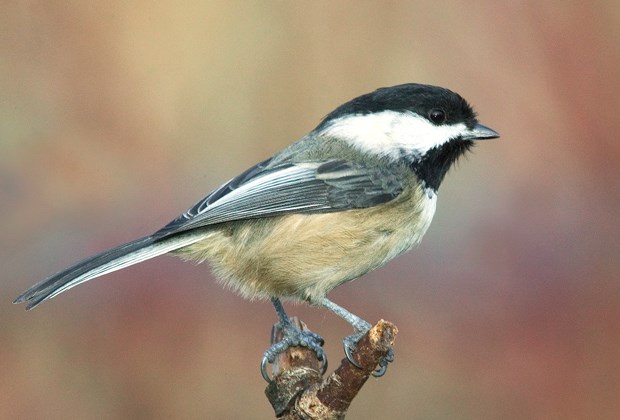 winter chickadee