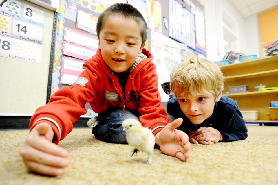 Evann Yoon and Finn Haraldsson with Fred the chick in Ms. Ma's Grade 2 class at Forest Grove Elementary.
