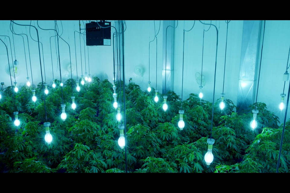 Pot: Agrima Botanicals has been growing medical marijuana under Health Canada's soon-to-expire Marijuana Medical Access Regulations for nearly two years. If all goes as planned, Agrima will soon be producing medical marijuana under Health Canada's new regulations, which take effect on April 1, 2014.