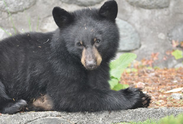 baby bear