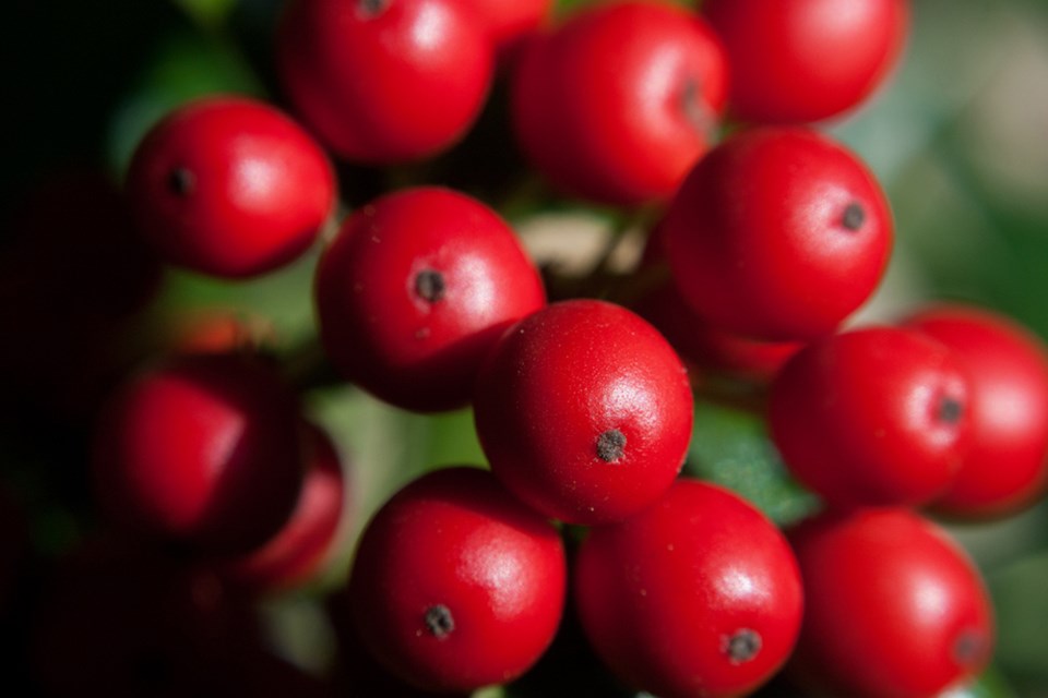 Holly berries