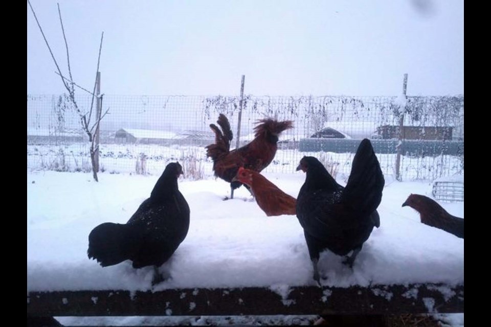 Julia at Urban Digs Farm sent us this shot of the farm animals in the snow on Dec. 20.