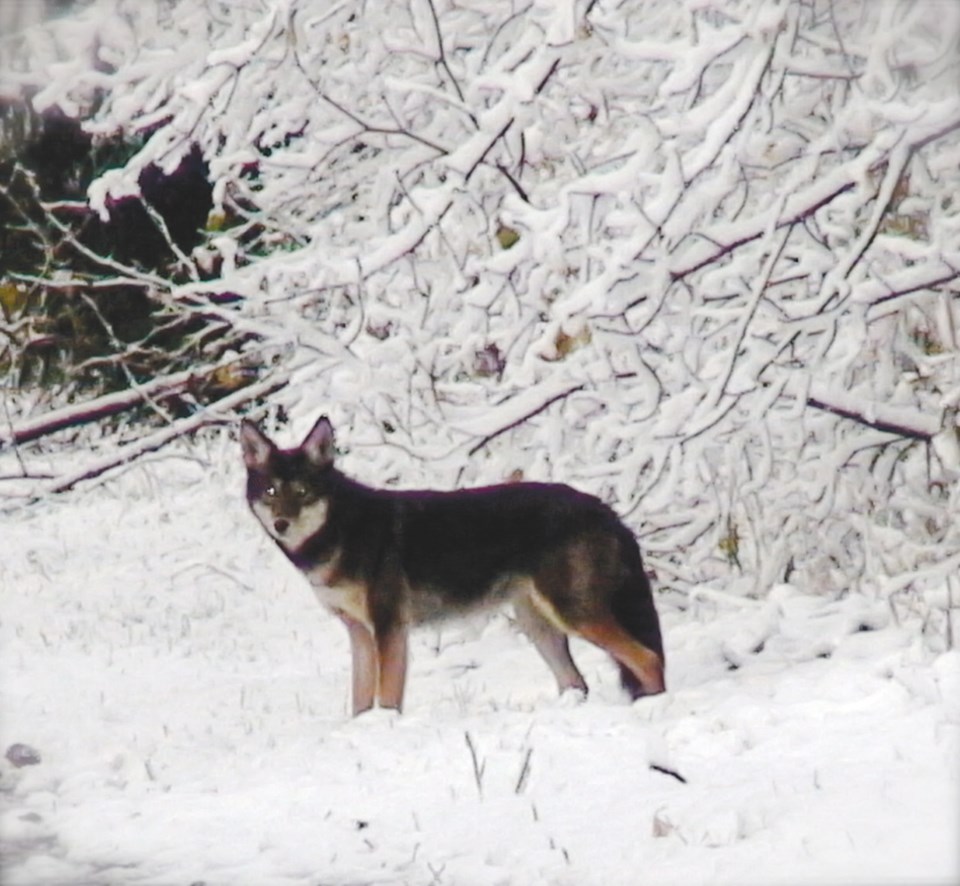 Coyote at Deer Lake Park