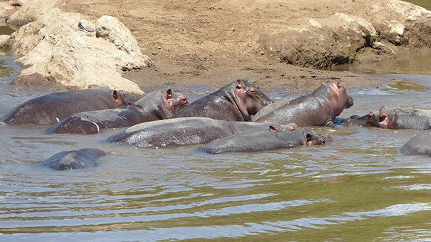 Hippos wallow in a mud hole.