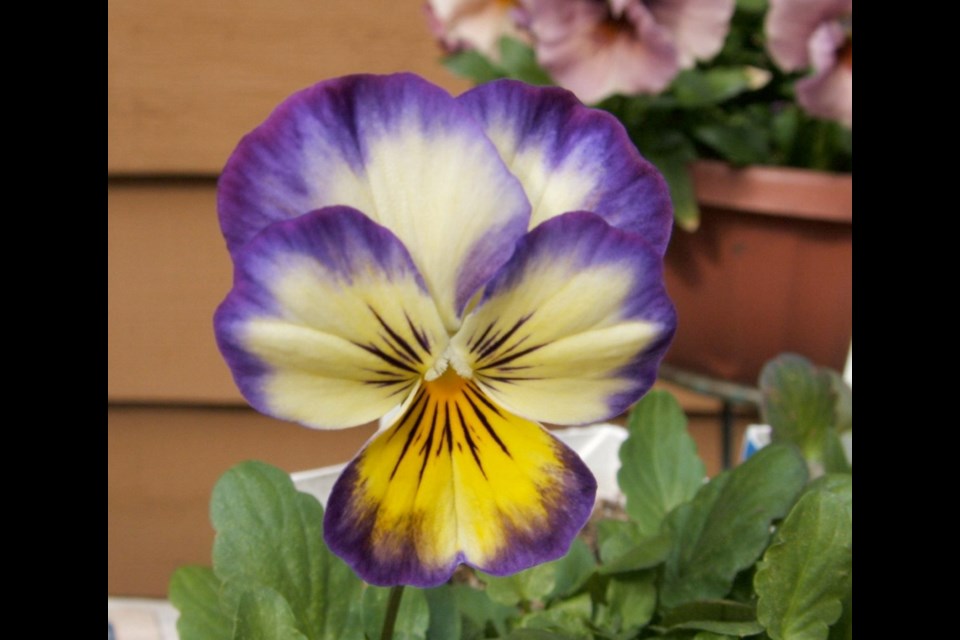 The Stokes Seeds catalogue offers a huge selection of pansy and viola varieties. The Sorbet and Penny series of violas are tough, showy, and easy to grow. Penny Primrose Picotee is a delight.