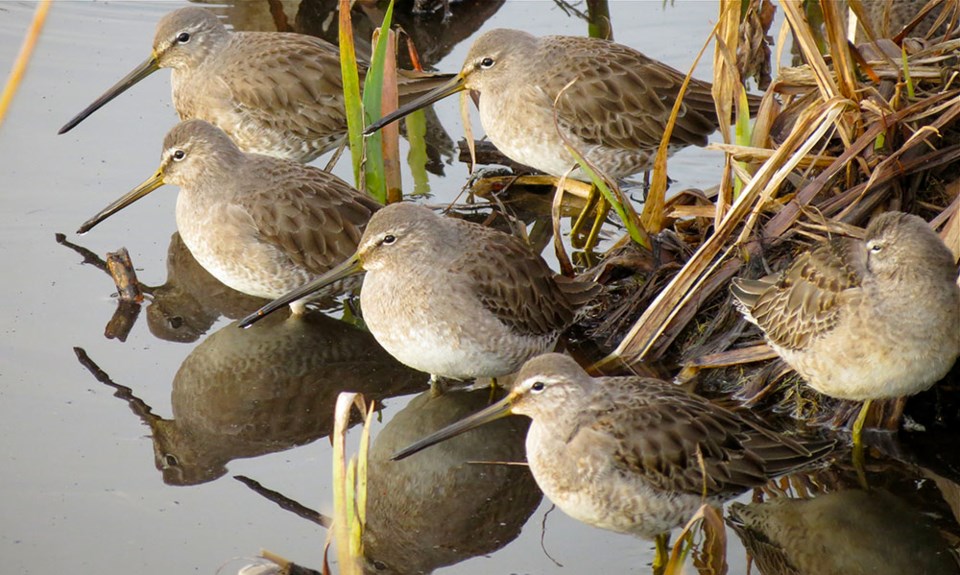 long-billed Dowitchers