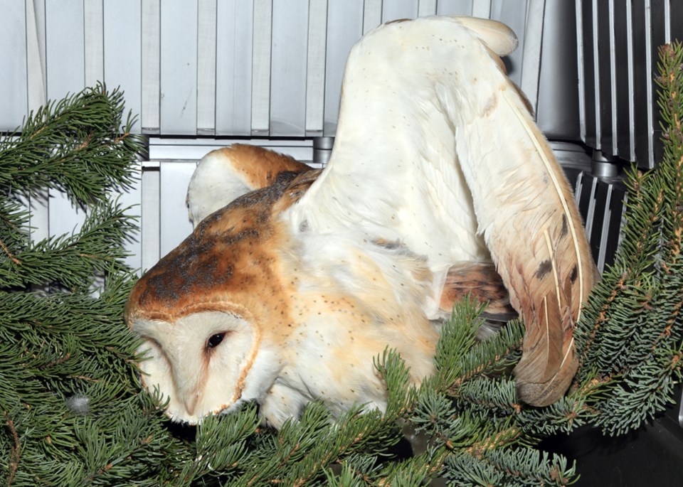 barn owl