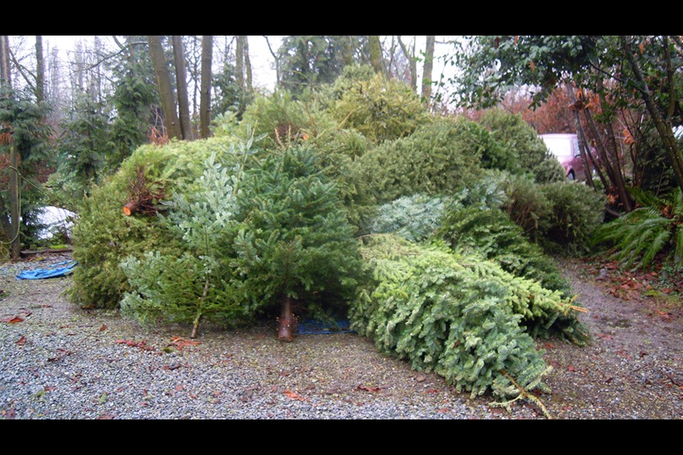 The Wildlife Rescue Association of B.C. was inundated with donations of used Christmas trees.
