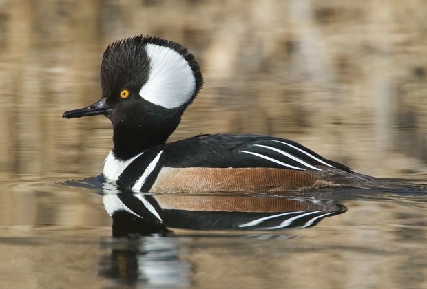 Flock to waterfront areas this season