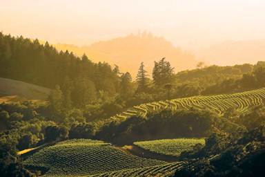 Sonoma county