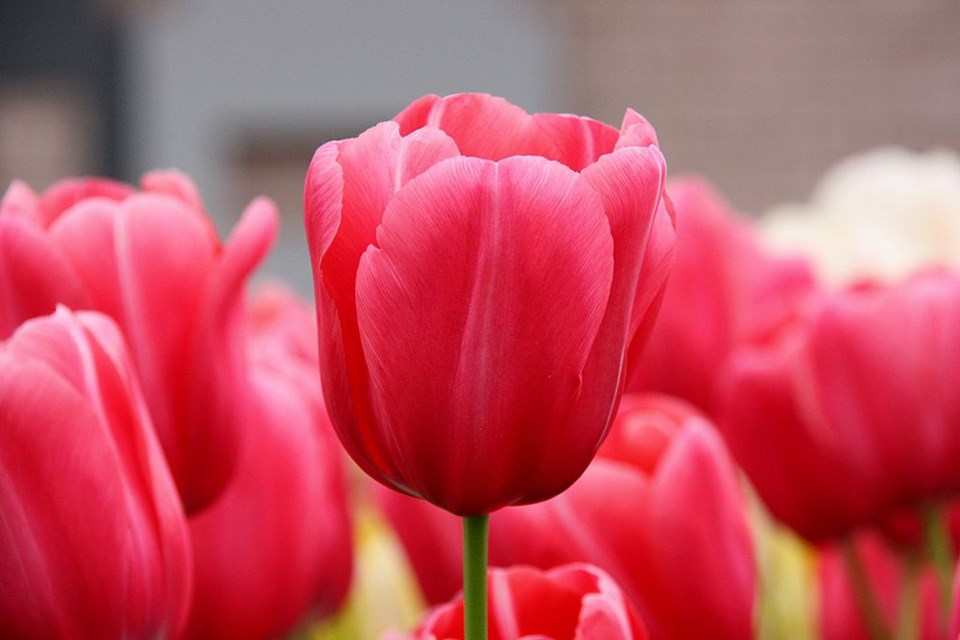 tulips