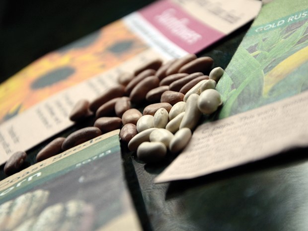 Seed sowing