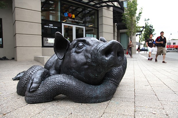 pig
