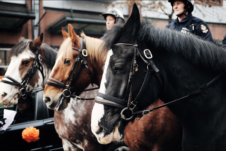 In honour of Year of the Horse, Clyde joins three other Vancouver Police Department horses that marched in Sunday’s Chinese New Year Parade in Chinatown. Photograph by: Rebecca Blissett