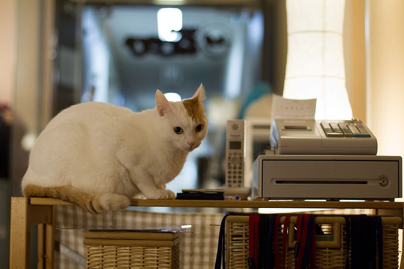 cat cafe