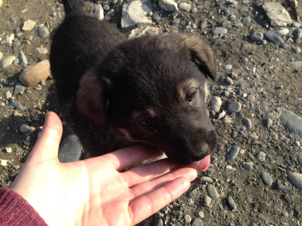 puppy licking hand