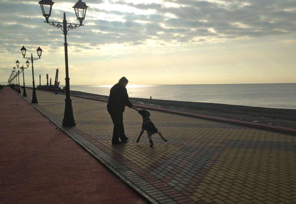 puppy dusk seawall