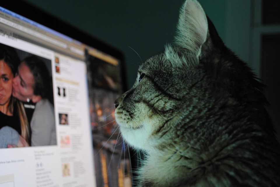 cat and computer