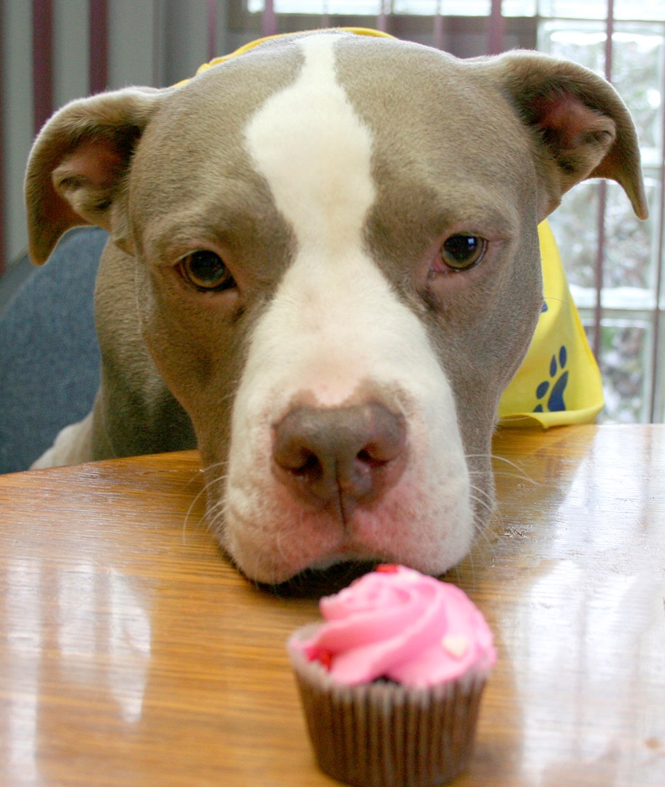 national cupcake day