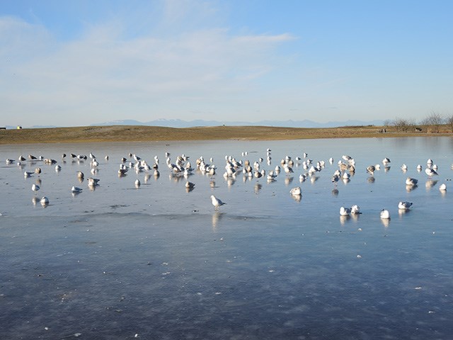 Frozen Garry Point Park pond