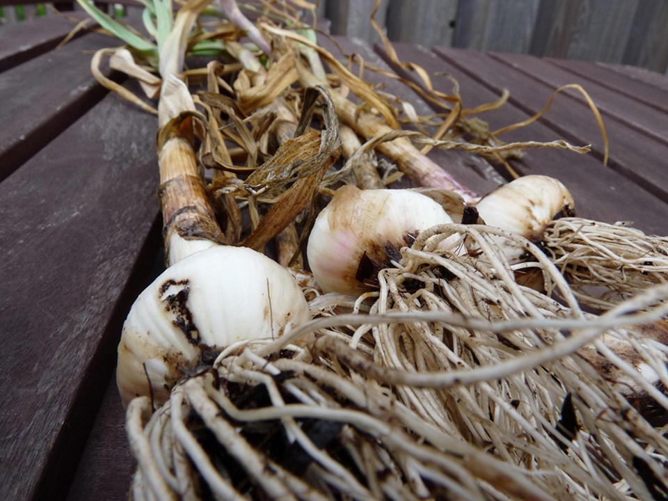 growing garlic