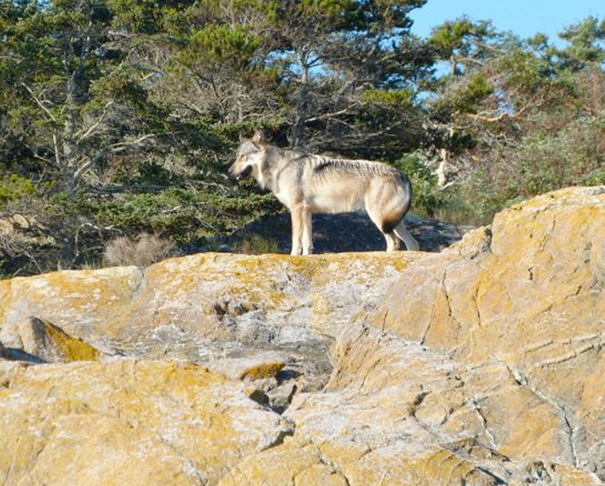 Where wolves live on Vancouver Island - Victoria Times Colonist