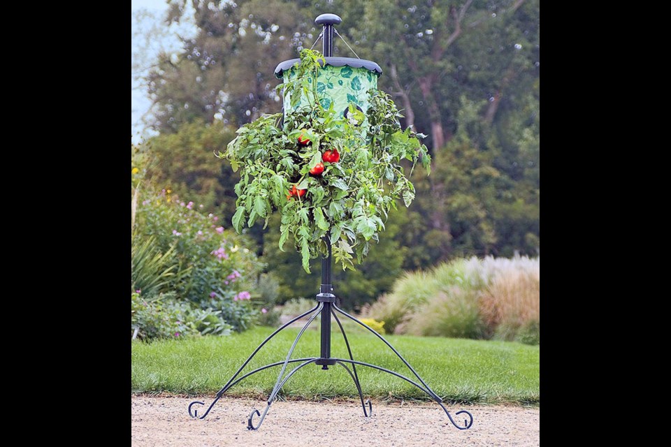 Topsy Turvey tomato planters help produce more fruit because they’re more visible to pollinating insects. photo submitted
