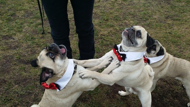 Richmond pugs are becoming a star attraction at local dog shows like the PNE Super Dogs