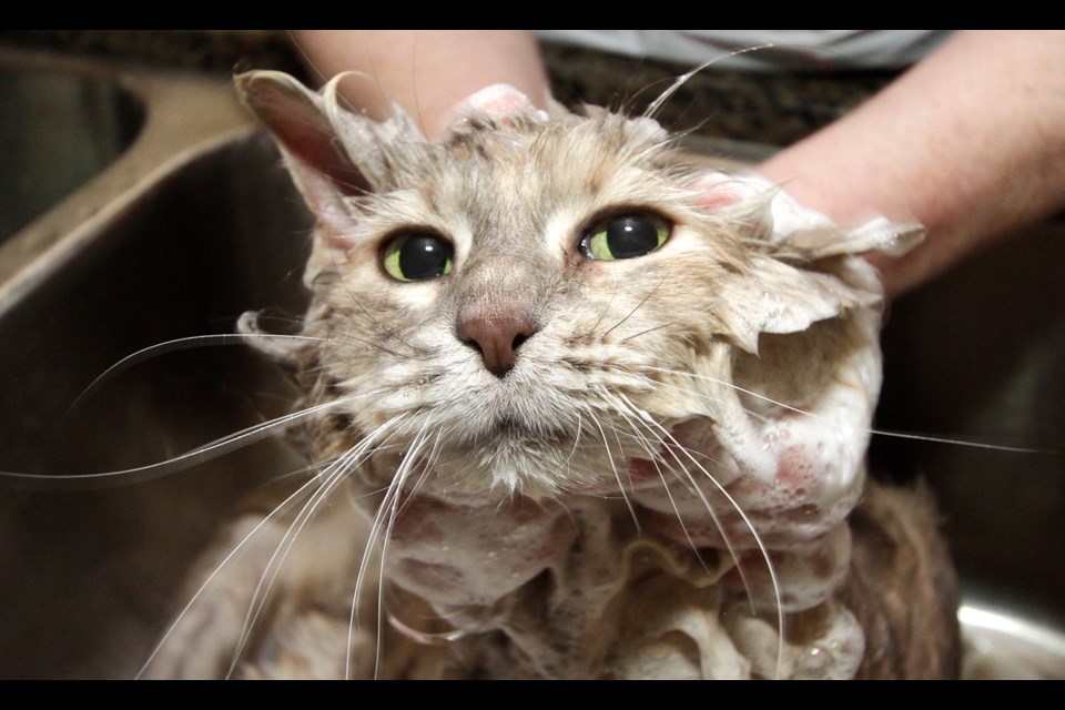 Sally Staples, the only registered master cat groomer, gives Jewel a bath.