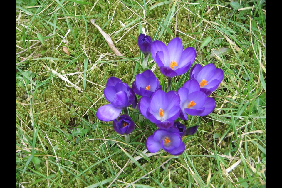 The purple Ruby Giant isn’t a preferred snack for squirrels. photo Wikimedia Commons