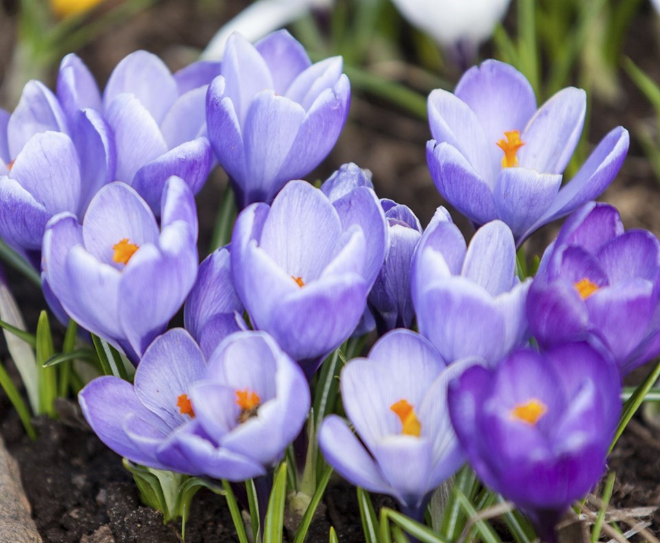 Crocuses