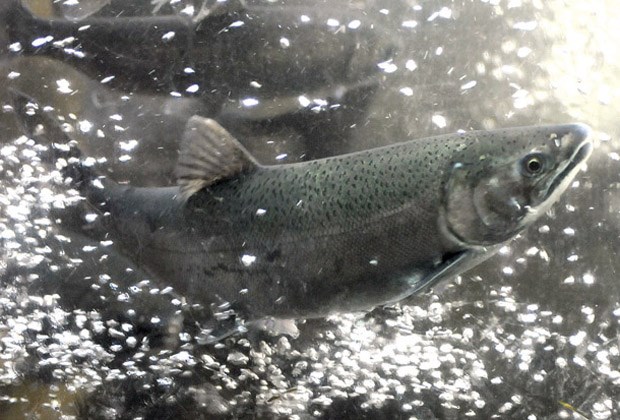 salmon